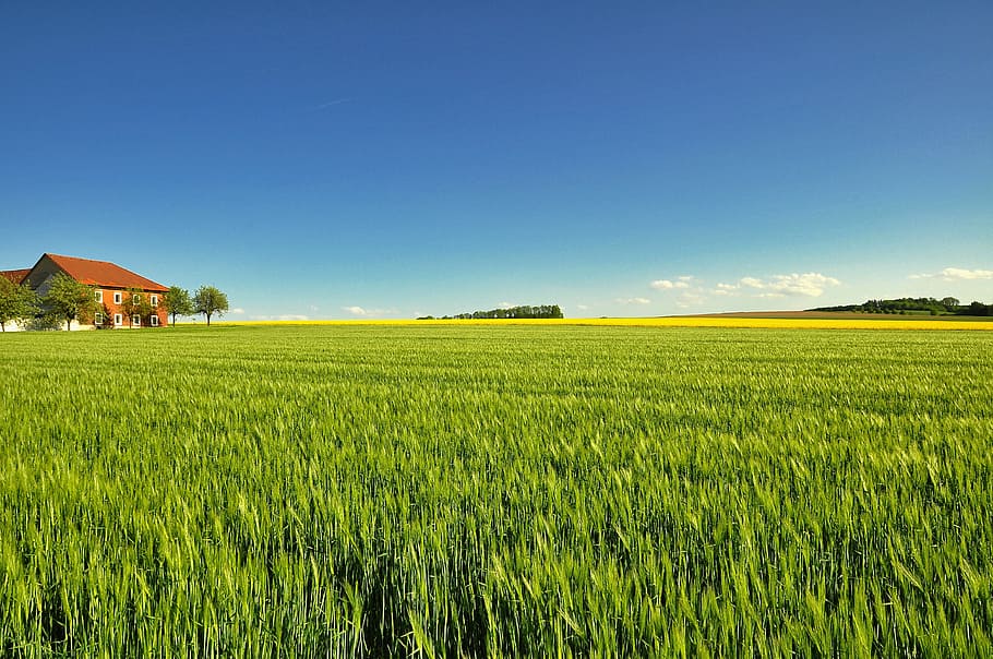 Somali farmers working in green agricultural fields
